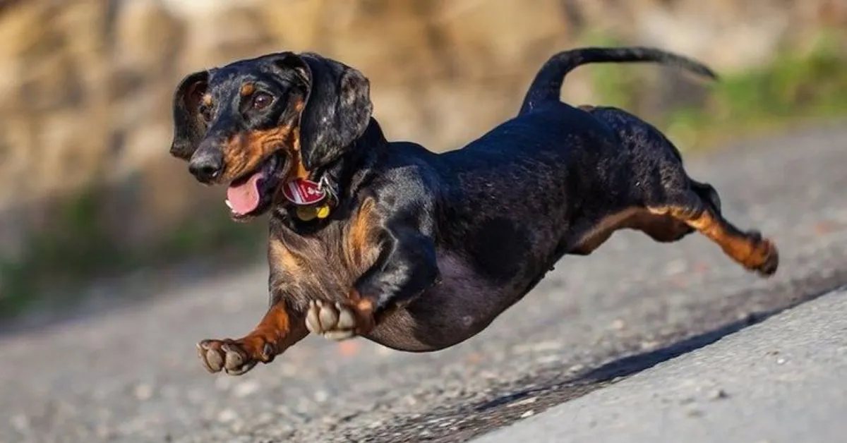 Why Dachshunds Are Considered The Worst Breed?